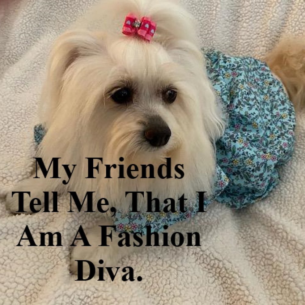 My Friends Tell Me, That I Am A Fashion Diva